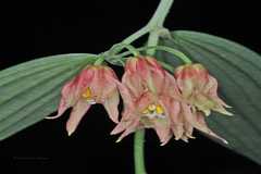 Disporum cantoniense